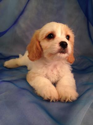 If you live in Minnesota, Iowa, Illinois, or Wisconsin, Brian and Karen Sterrenberg are the perfect dog breeders to show you Cavachons, Teddy Bears, and Cockapoos. 